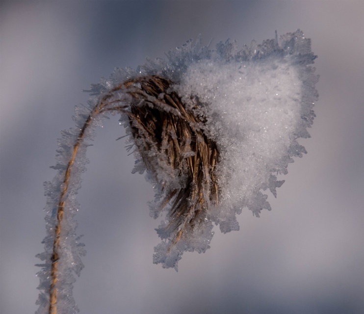 snow 10