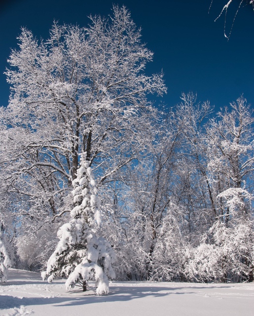 snow 20