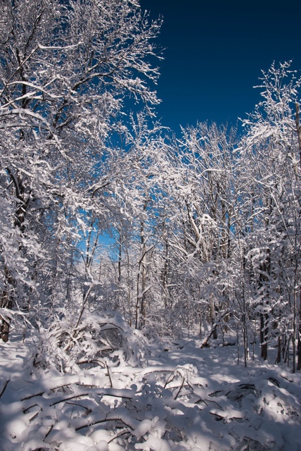 snow 24