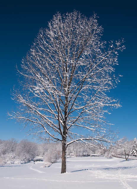 snow 32