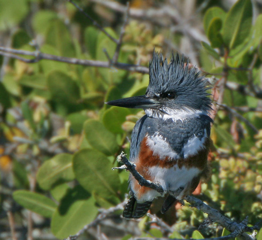 Belted Kingfisher, female, Merritt Island,Fl.