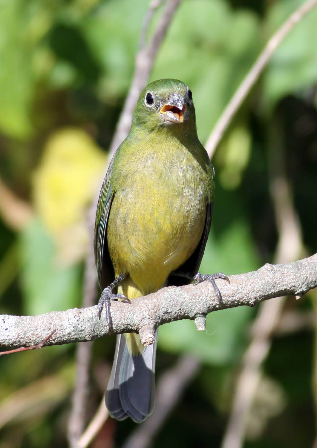  Female Painted Bunting.j