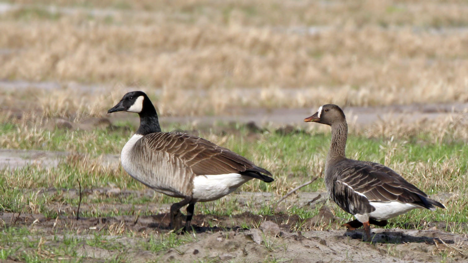  Goose,Greater-white-fronted and Canada.