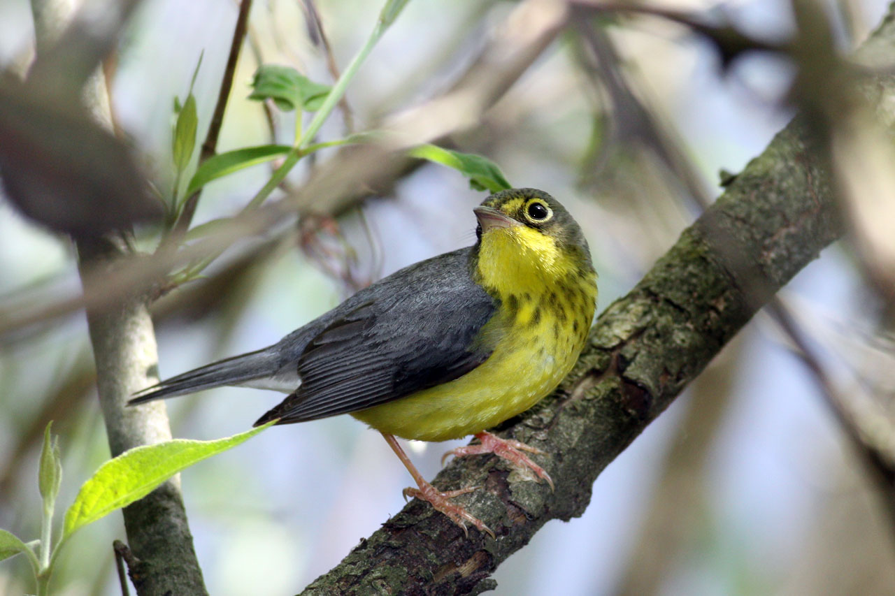  Canada Warbler