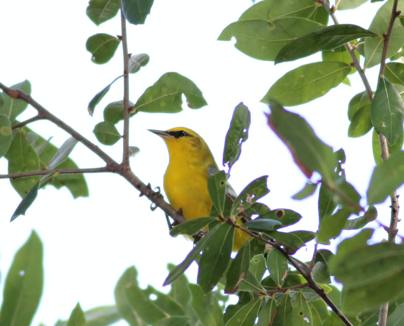  Warbler,  Blue-winged