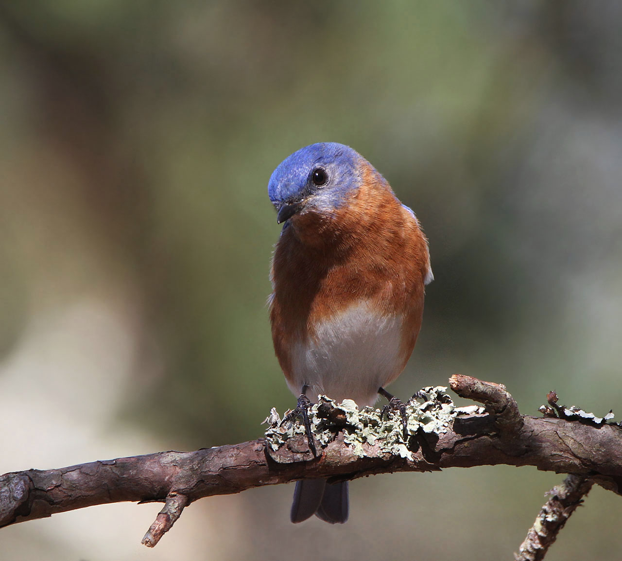 Bluebird, Eastern, Kitty Hawk,NC