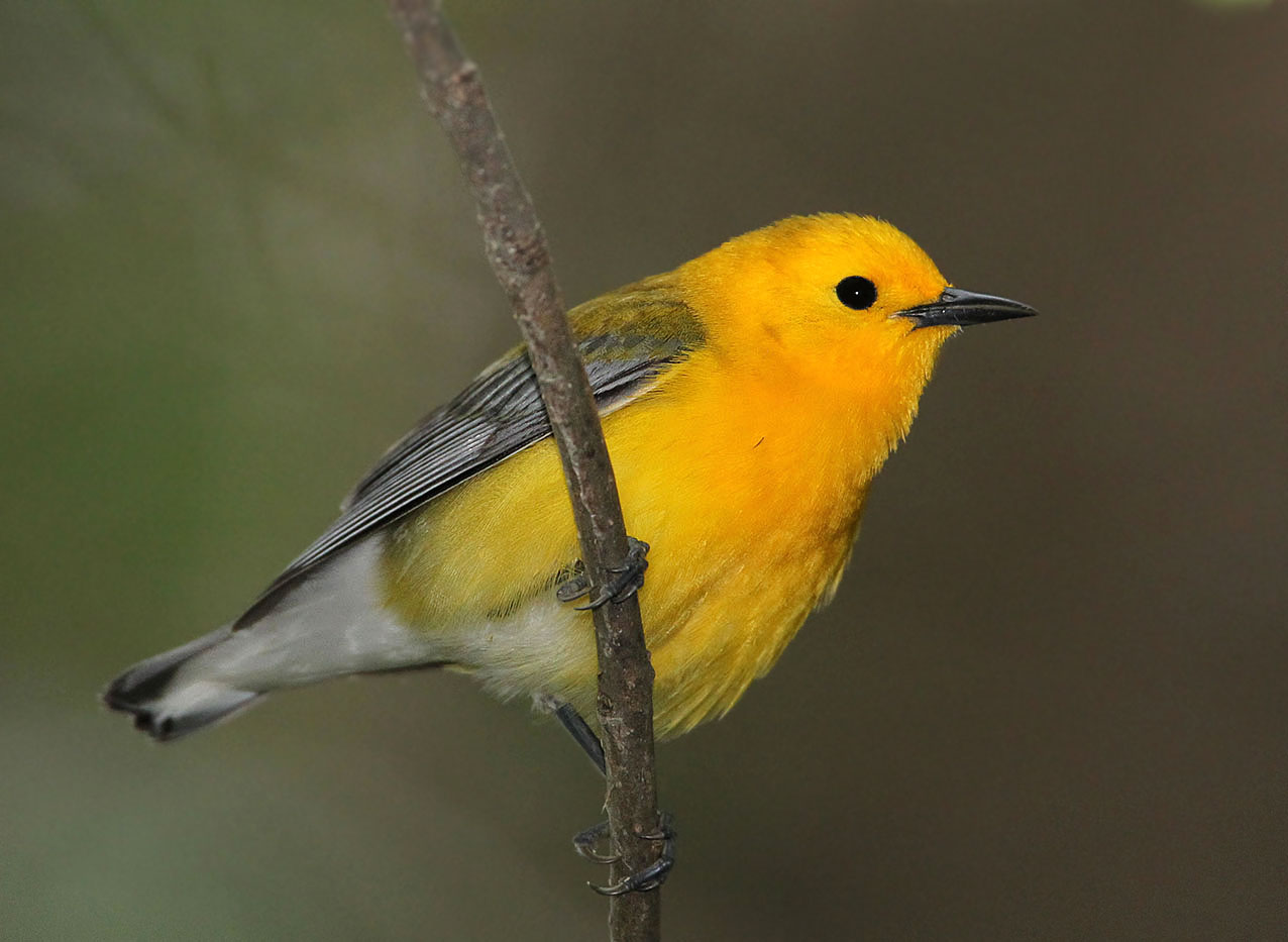 Prothonotary Warbler