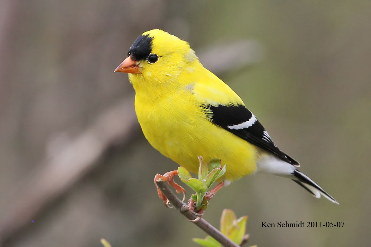  American Goldfinch