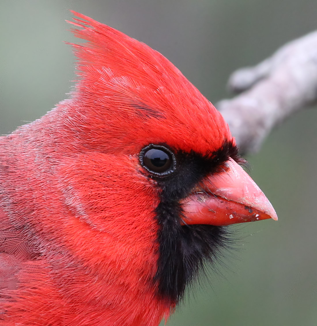 Cardinal head shot
