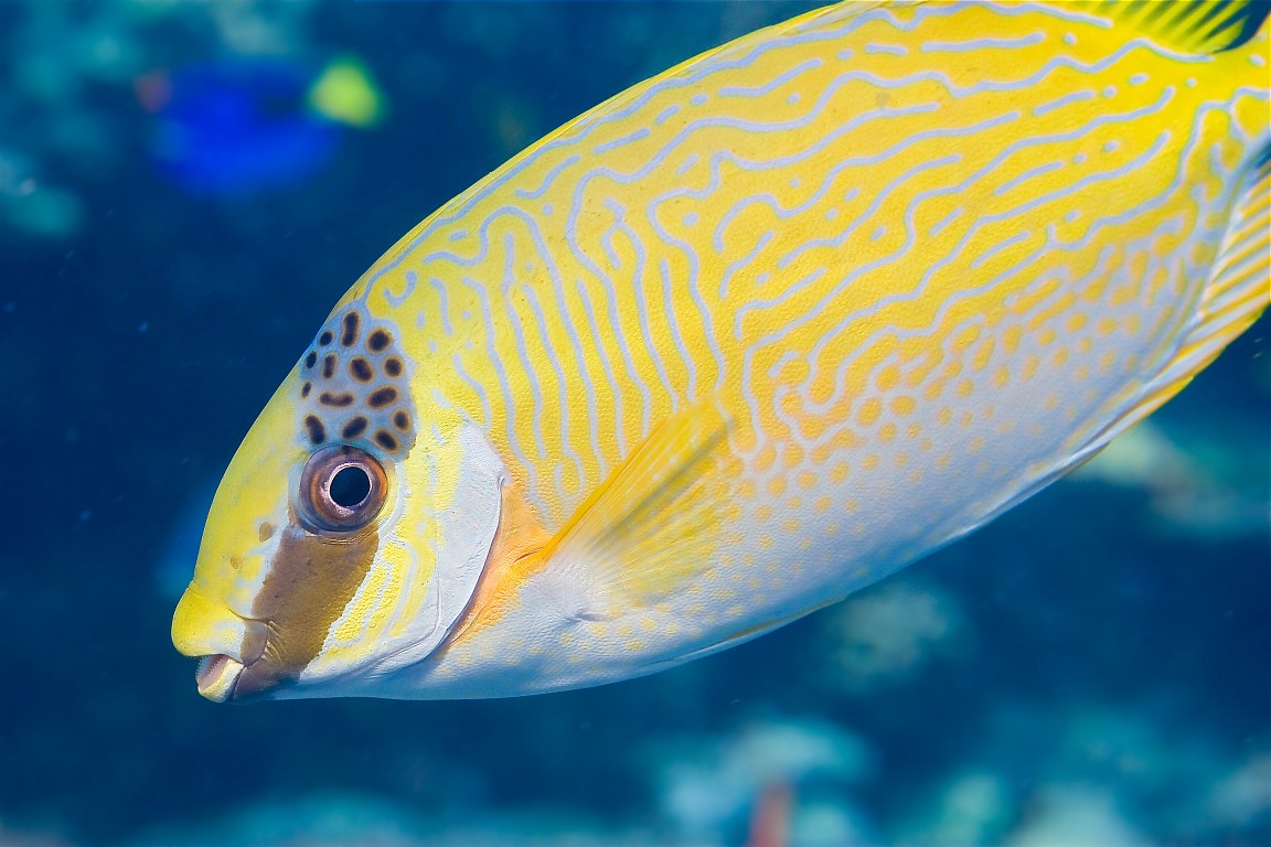 Tropical Fish