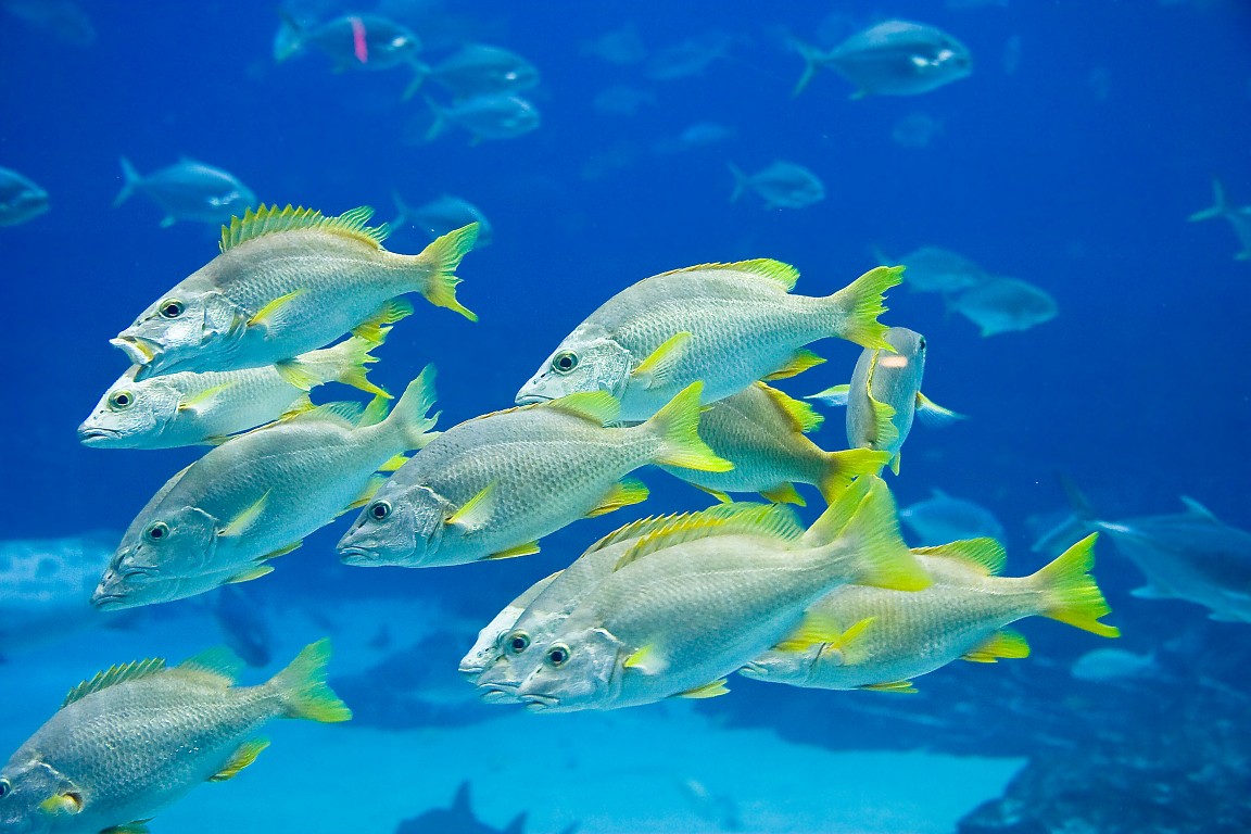 Ocean Fish