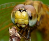 s100fs_insects
