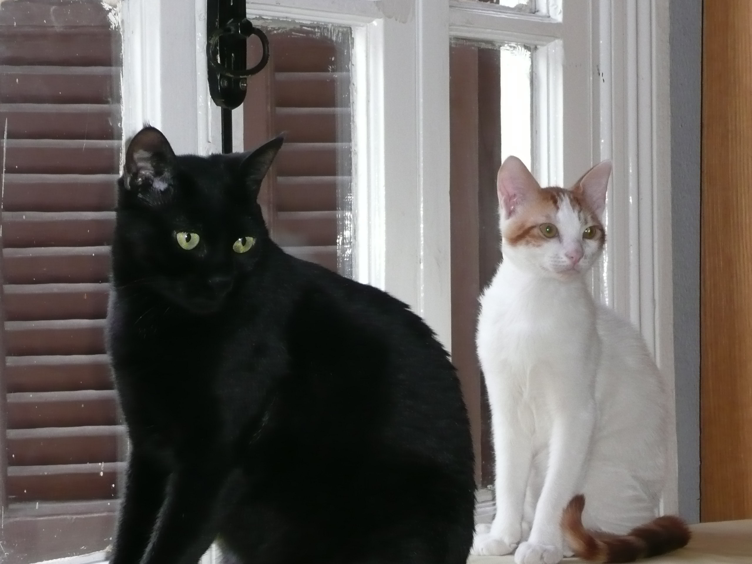 Cats at the window