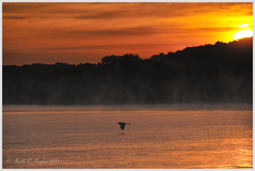 Great Blue Heron at Sunrise