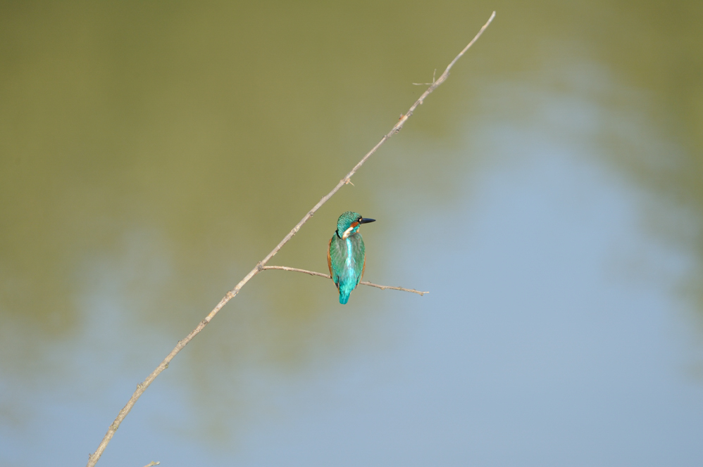 Martin Pcheur - Common Kingfisher - Alcedo atthis