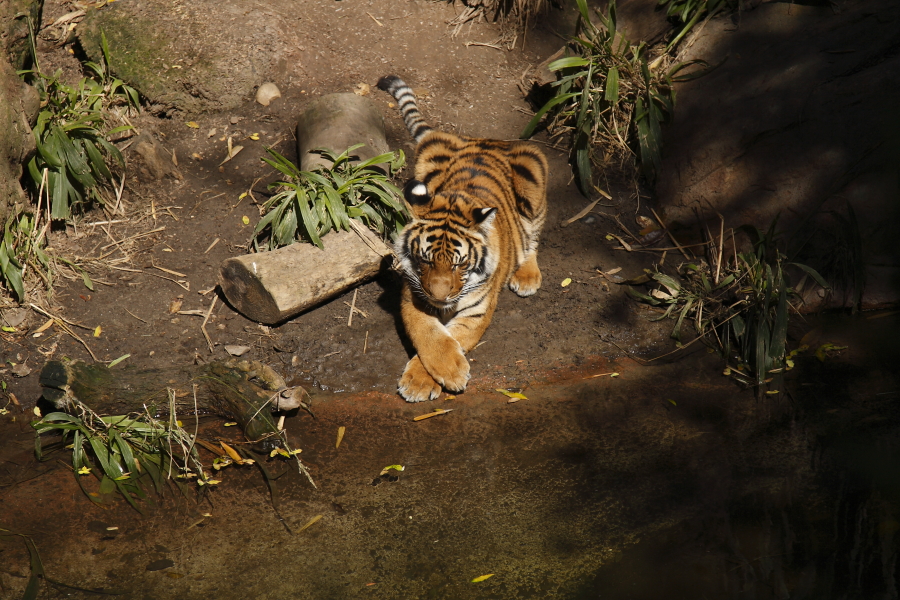Tiger Cub 119208.JPG