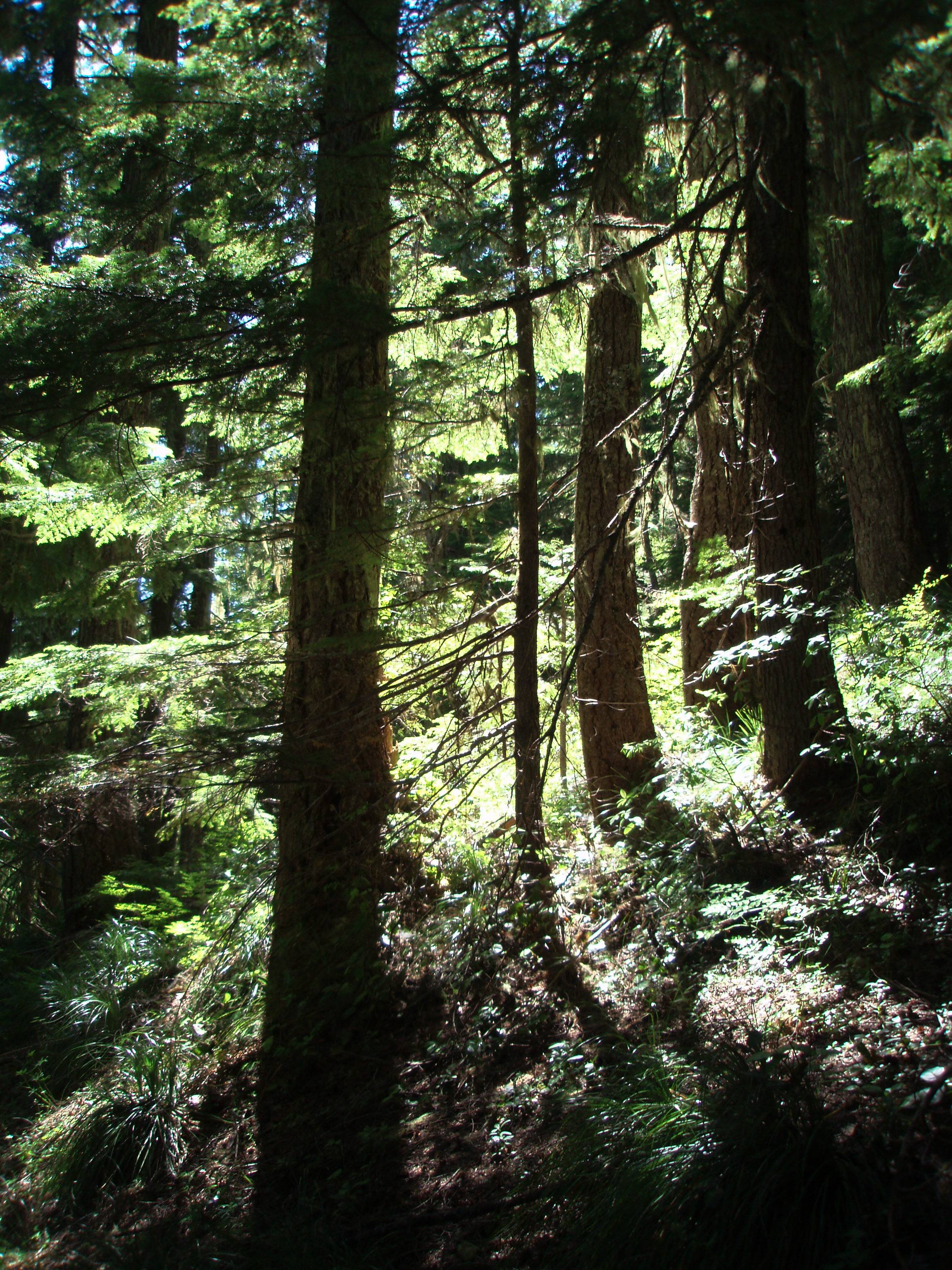 Forest light