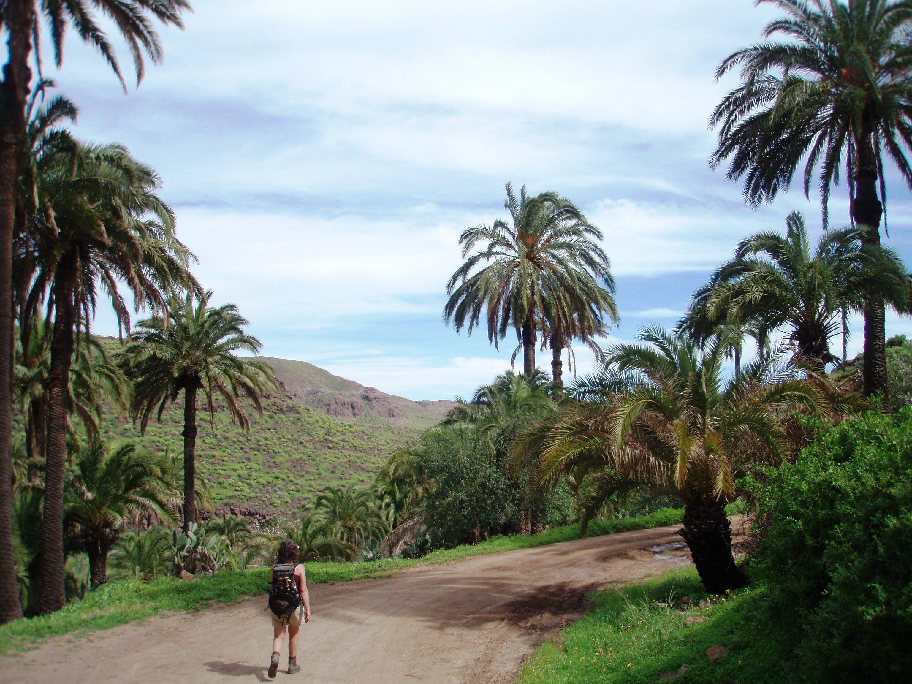 Between palm trees