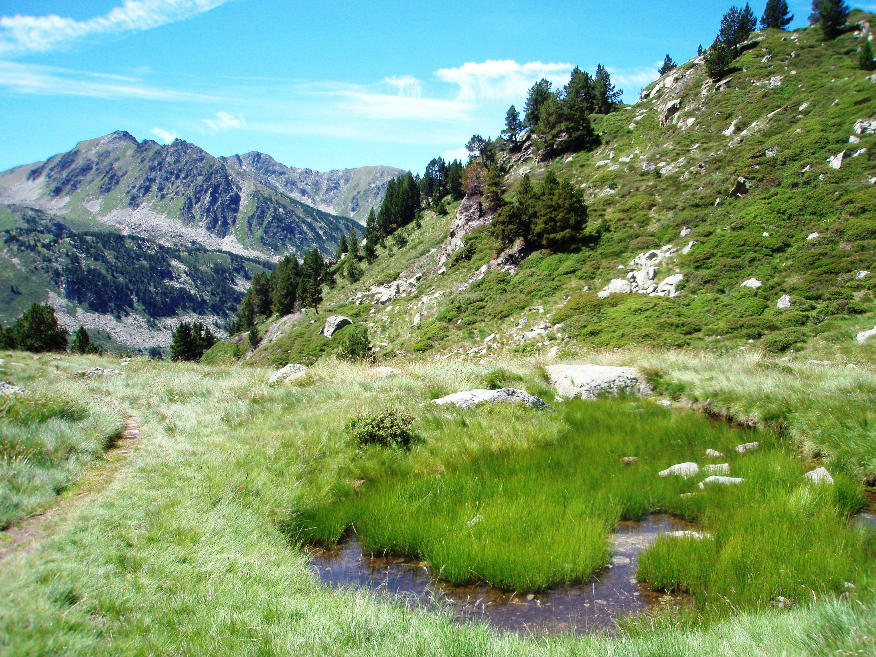 Green grass