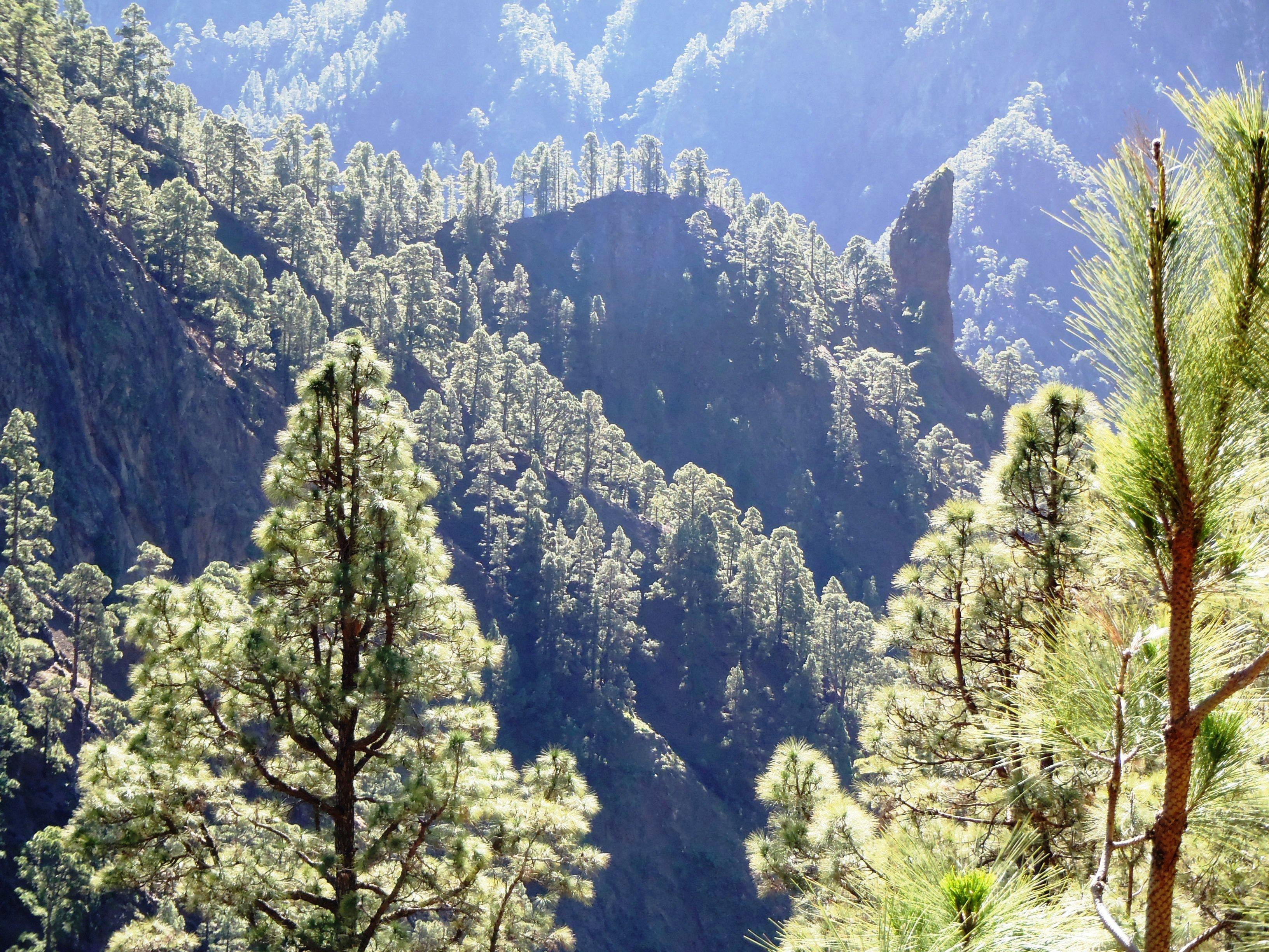 Sunlit pines