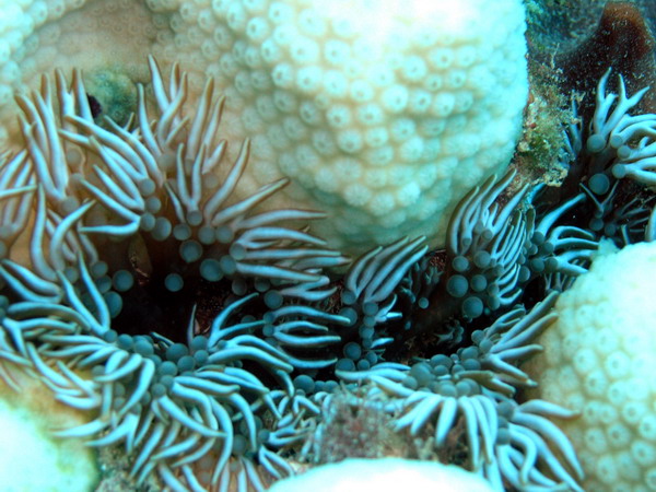 Anemone3 St. Croix.jpg