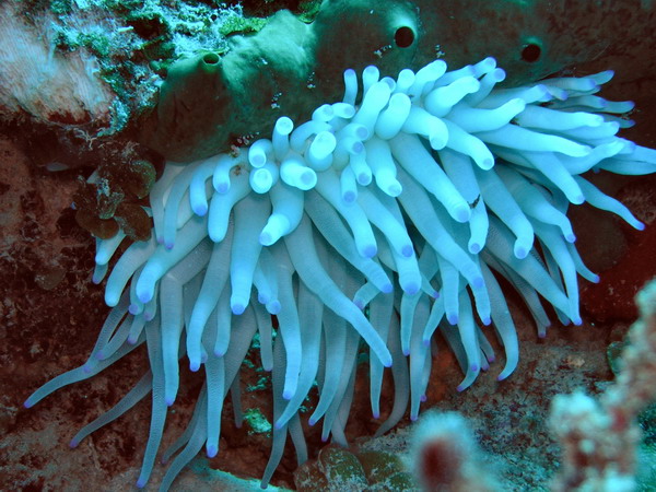 Anemone4 St.Croix underwater day2.jpg