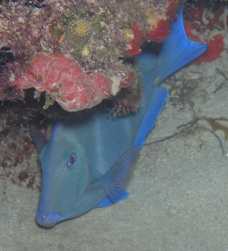 Blue fish St. Croix nite dive.jpg