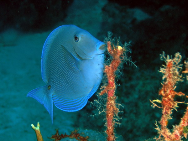 Blue Tang merged St Croix.jpg
