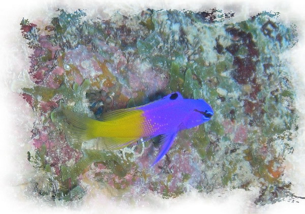 Fairy basslet1 St. Croix.jpg