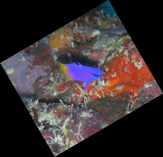 Fairy basslet3 St. Croix.jpg
