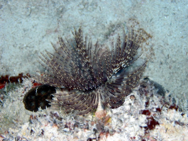 Feather duster3 St. Croix.jpg