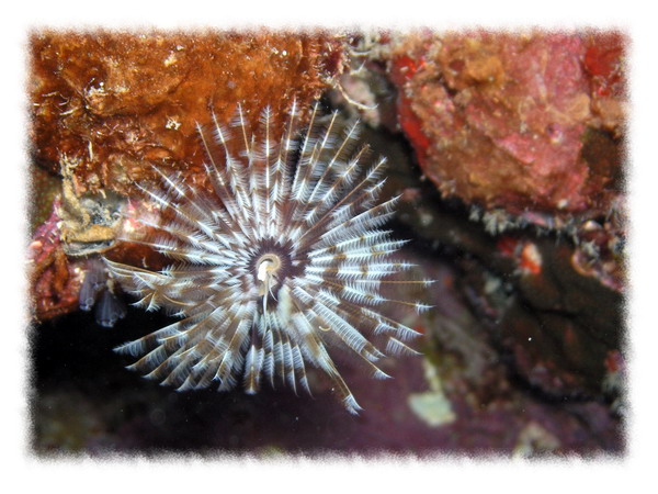Feather duster5 St. Croix.jpg