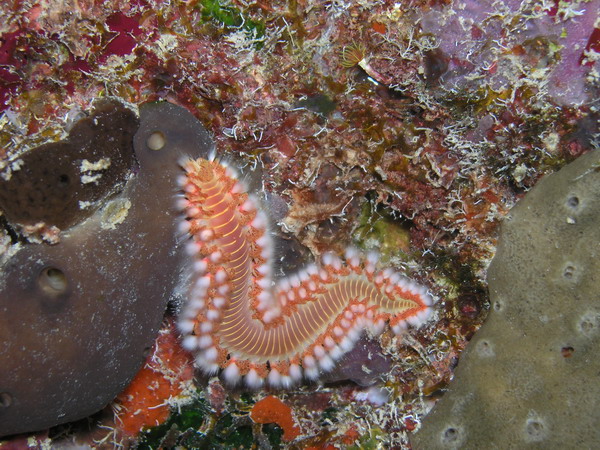 Fireworm1 St. Croix.JPG