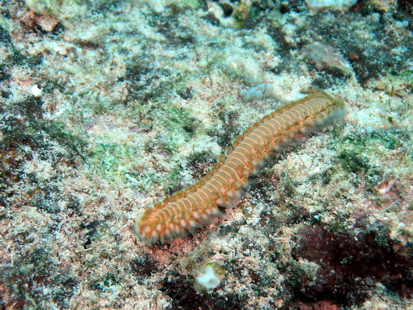 Fireworm2 St. Croix.jpg