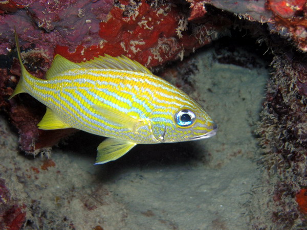 French grunt3 St. Croix.jpg