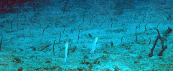Garden eels St. Croix.jpg