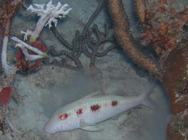 Goatfish1 St. Croix.jpg