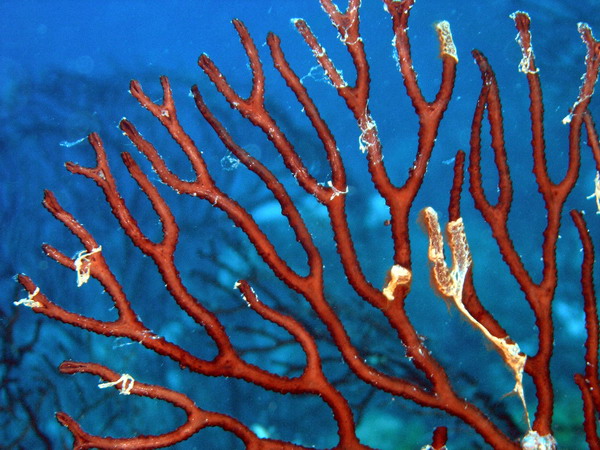 Gorgonian2 St.Croix underwater day2.jpg