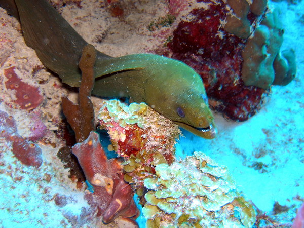 Green morey eel St.Croix underwater day2.jpg