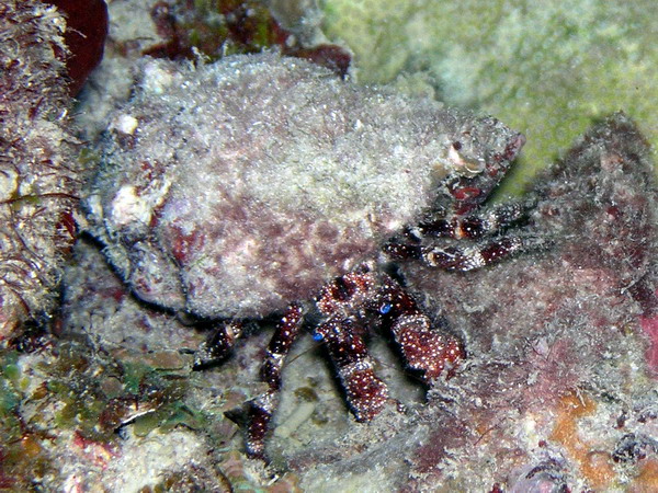 Hermit Crab St. Croix nite dive.jpg