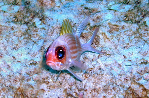Longjaw squirfish1 St. Croix.JPG