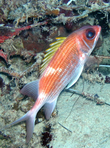 Longjaw squirlfish2 St. Croix.jpg