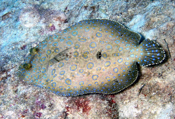 Peacock flounder2 St. Croix.jpg