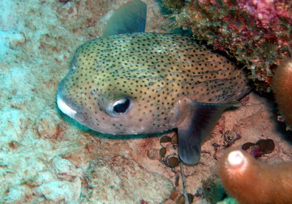 Puffer1 St. Croix.jpg