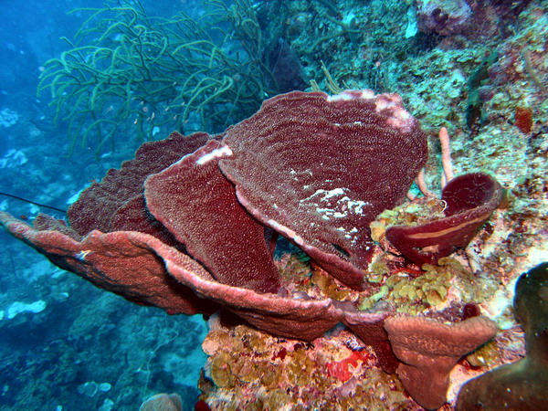 Red coral St. Croix.jpg