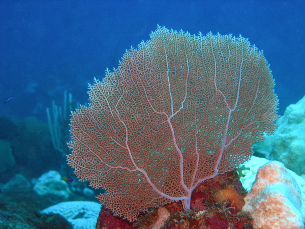 Sea Fan3 St.Croix underwater day2.jpg