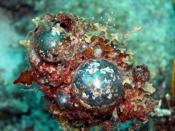 Sea pearl 1 St. Croix.jpg