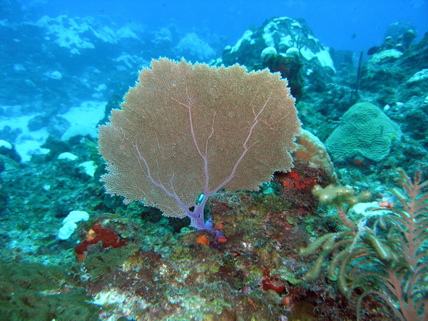 Seafan1 St. Croix.JPG
