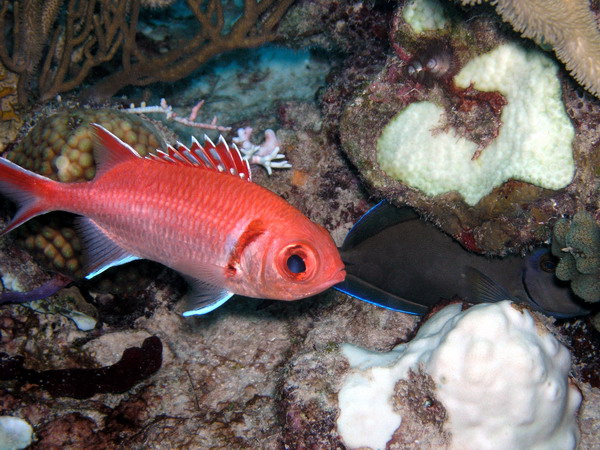 Squirrelfish1 St. Croix.jpg