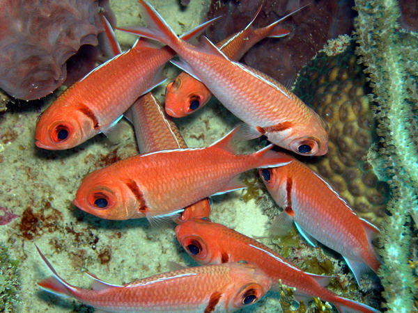 Squirrelfish many1 St.Croix underwater day2.jpg